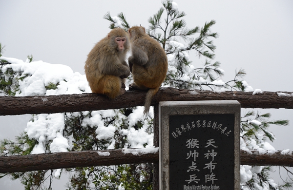 黃石寨猴帥點(diǎn)兵.jpg