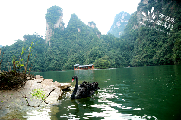 武陵源世界自然遺產(chǎn)重要組成部分寶峰湖良好的生態(tài)水資源環(huán)境，吸引黑天鵝安家繁衍。（吳勇兵攝）_副本.jpg