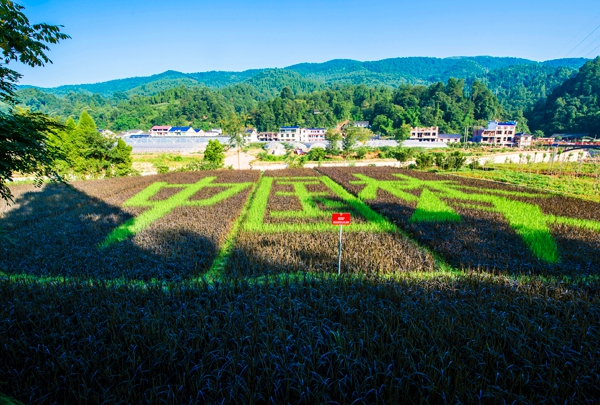 洪家關美麗鄉(xiāng)村農(nóng)業(yè)種植示范園（稻田里種出中國夢）_副本.jpg