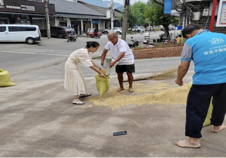 永定區(qū)新橋鎮(zhèn)：辦實(shí)事、解民憂，干群合力助秋收717.png