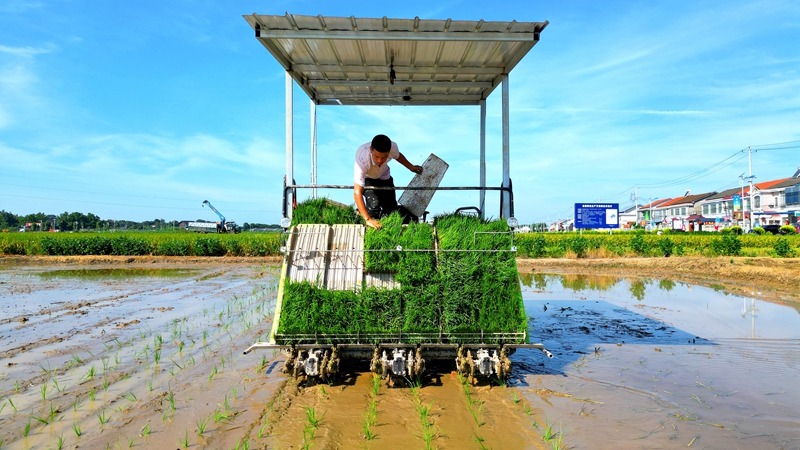 戴宏在無(wú)人駕駛的插秧機(jī)上作業(yè)。常德日?qǐng)?bào)社 王明睿 攝