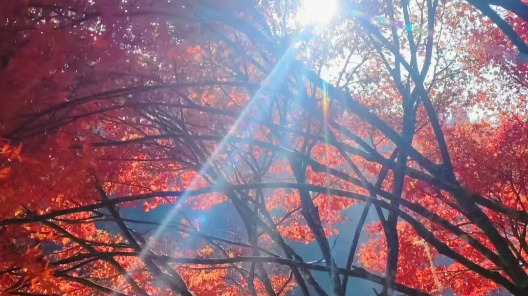 張家界國家森林公園：冬日楓葉別樣紅